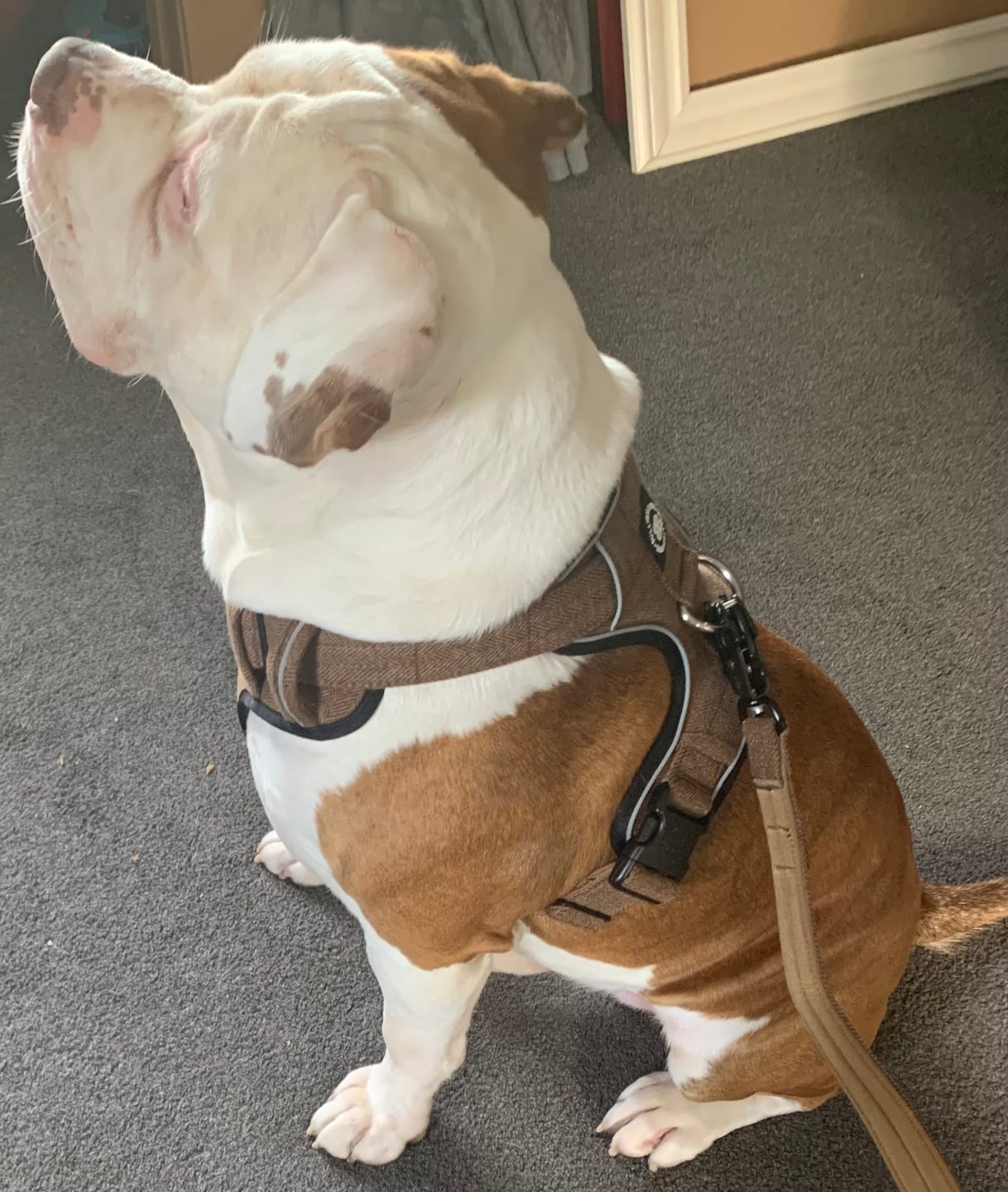 Customer photo review of Premium Comfort Tweed Harness | Non Restrictive & Adjustable - Classic Tan