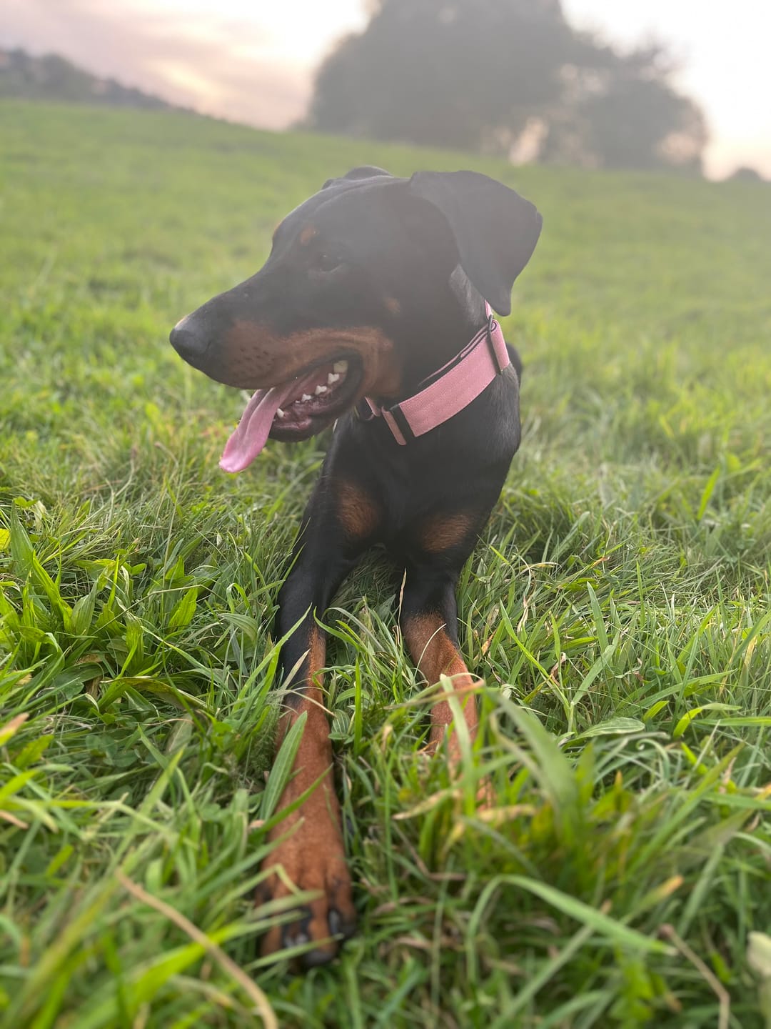 Customer photo review of 5cm Combat® Collar | Rated Clip - NO HANDLE - Pink v2.0