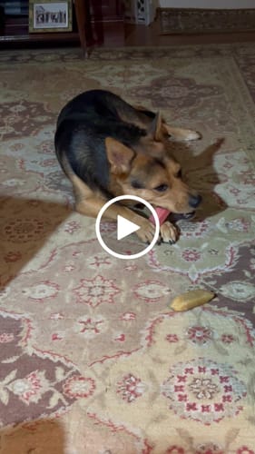Customer video review of STRAWBERRY LARGE CHEW (ONE SIZE)