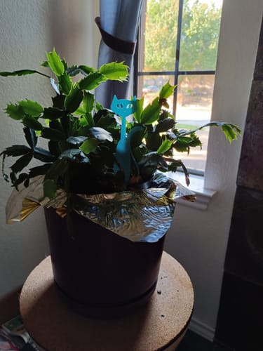 Customer photo review of House plant decoration - Mid Century Modern Cat