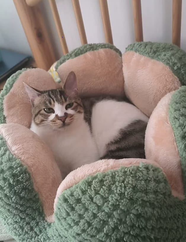 Customer photo review of Cactus Bed