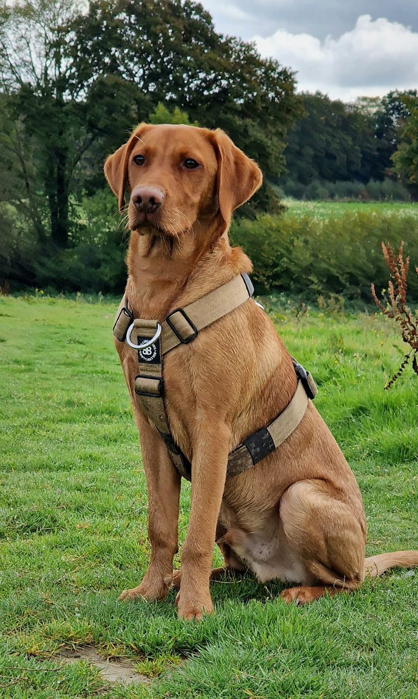 Customer photo review of TRI-Harness® | Anti-Pull, Adjustable & Durable - Dog Trainers Choice - Military Tan v2.0