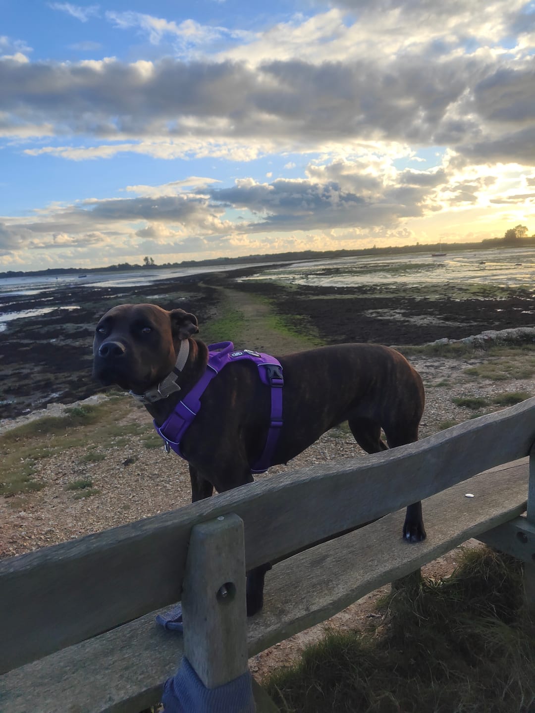 Customer photo review of Air Mesh Harness - Anti-Pull, With Handle, Non Restrictive & Adjustable - Purple