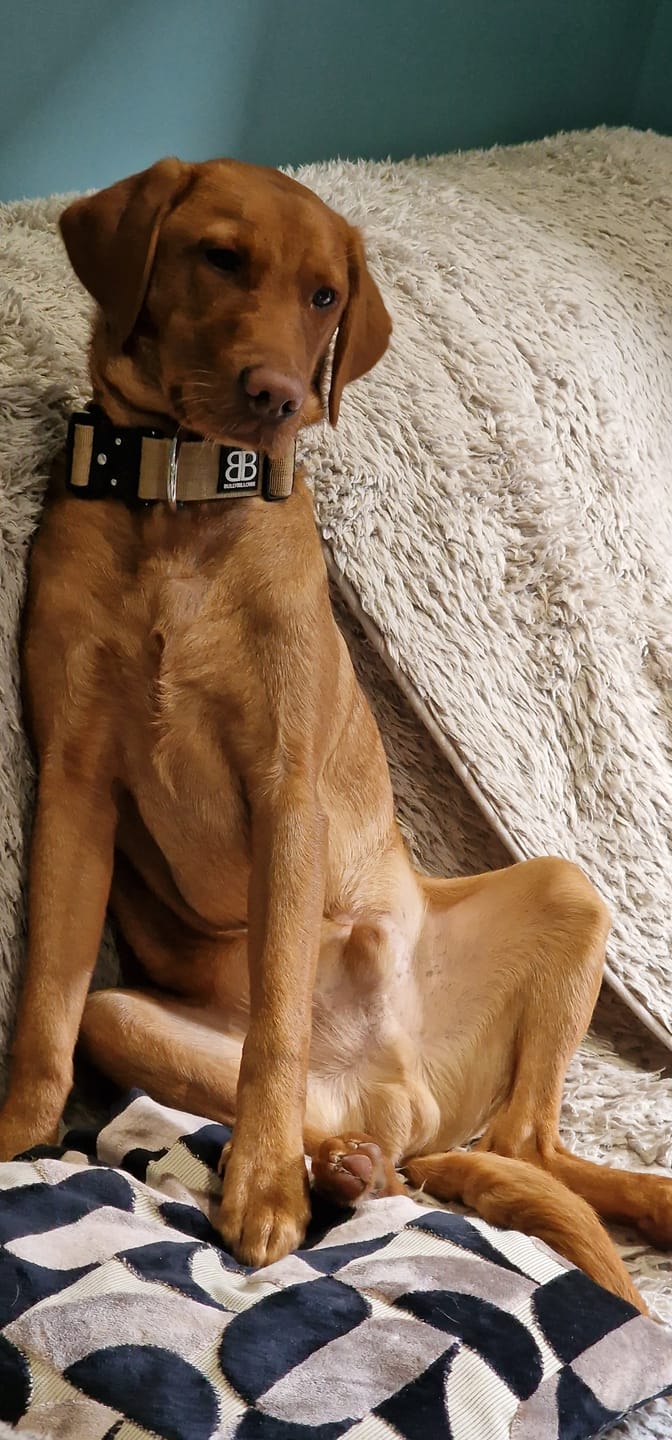 Customer photo review of 5cm Combat® Collar | Rated Clip - NO HANDLE - Military Tan v2.0