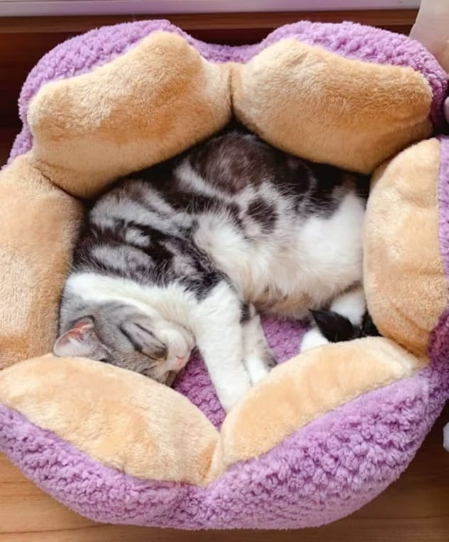 Customer photo review of Cactus Bed