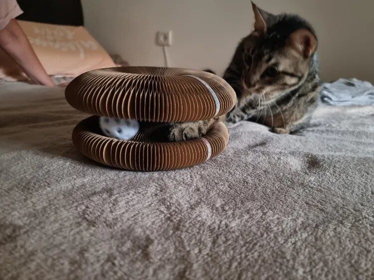 Customer photo review of Stretch-It Magic Cardboard Toy