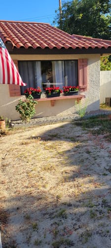 Customer photo review of Bulk 17" Lifelike Silk Geraniums Bush for Outdoors and Indoors Geranium Flowers Wholesale