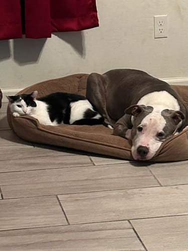 Customer photo review of Large Wild Salmon CBD Oil - 1,400 MG : 4 OZ : Healthy Hips & Joints Care Formula CBD for dogs and cats