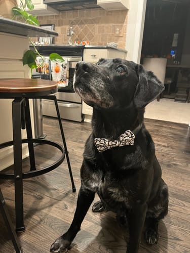 Customer photo review of Halloween Ghost Pet Bow Tie for Dog and Cat Collar