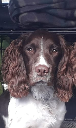 Stacey B. review of Your Dog as Watercolor Portrait image 1 out of 1