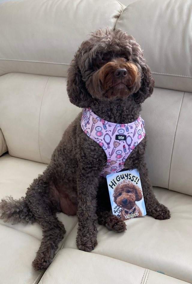 Customer photo review of Adjustable Dog Harness - Pink To Make The Boys Wink