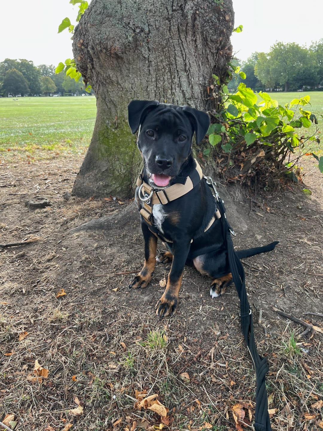 Customer photo review of TRI-Harness® | Anti-Pull, Adjustable & Durable - Dog Trainers Choice - Military Tan v2.0