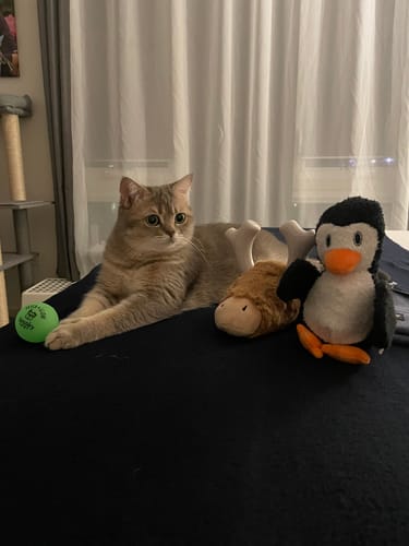 Customer photo review of Knuckleheads 2-in-1 Toy