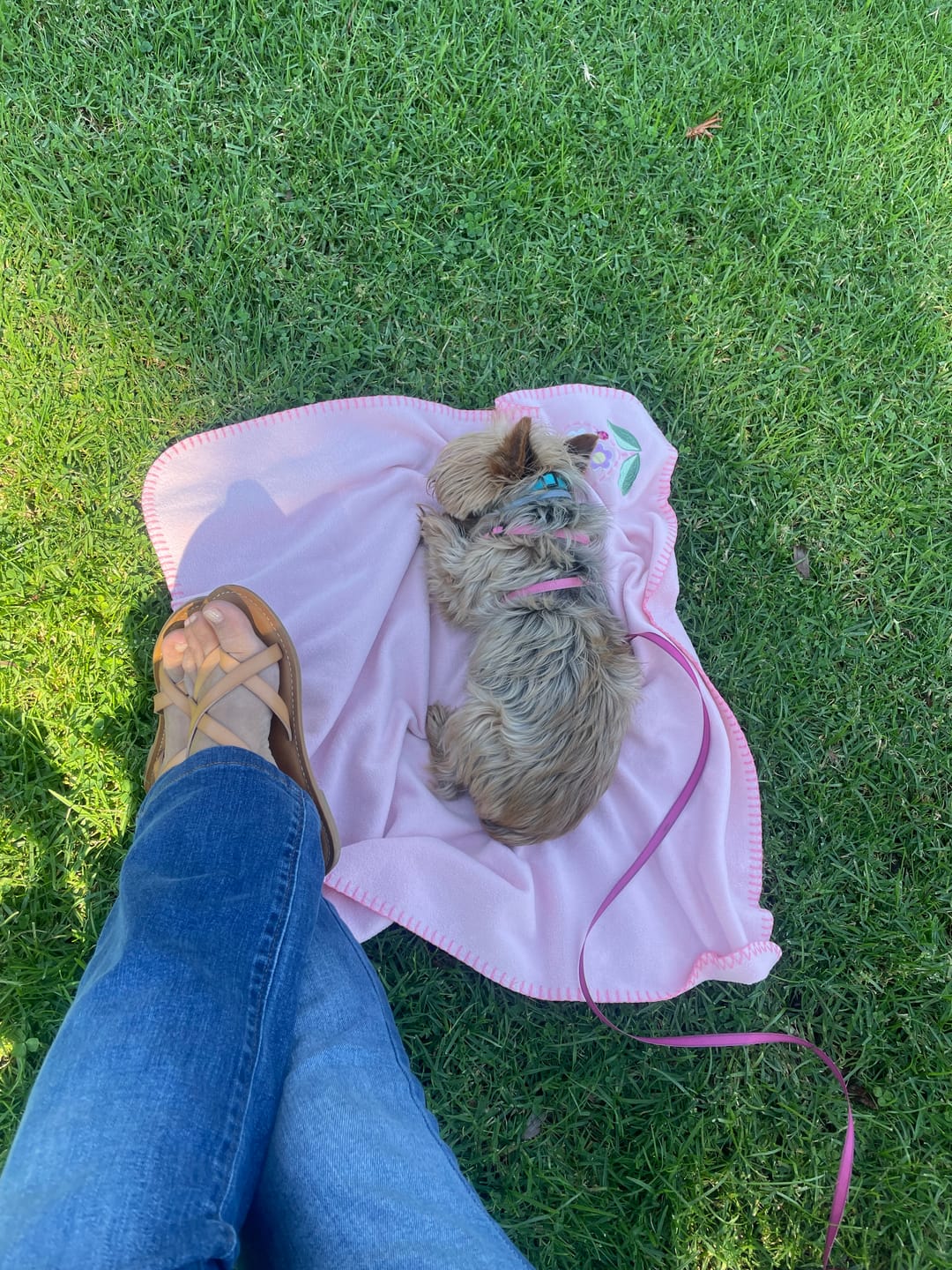 Customer photo review of KING KALM CBD 75mg - Small Dog & Cat Formula  20lbs or less