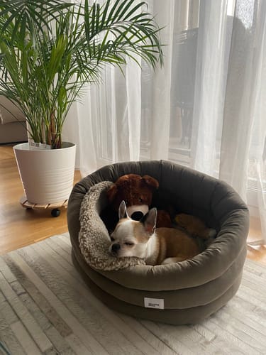 Customer photo review of Dog bed Pony cloud khaki