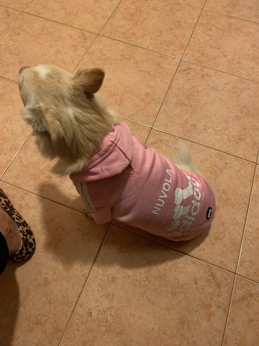 Customer photo review of Felpa "Adidog" Rosa Personalizzabile con nome