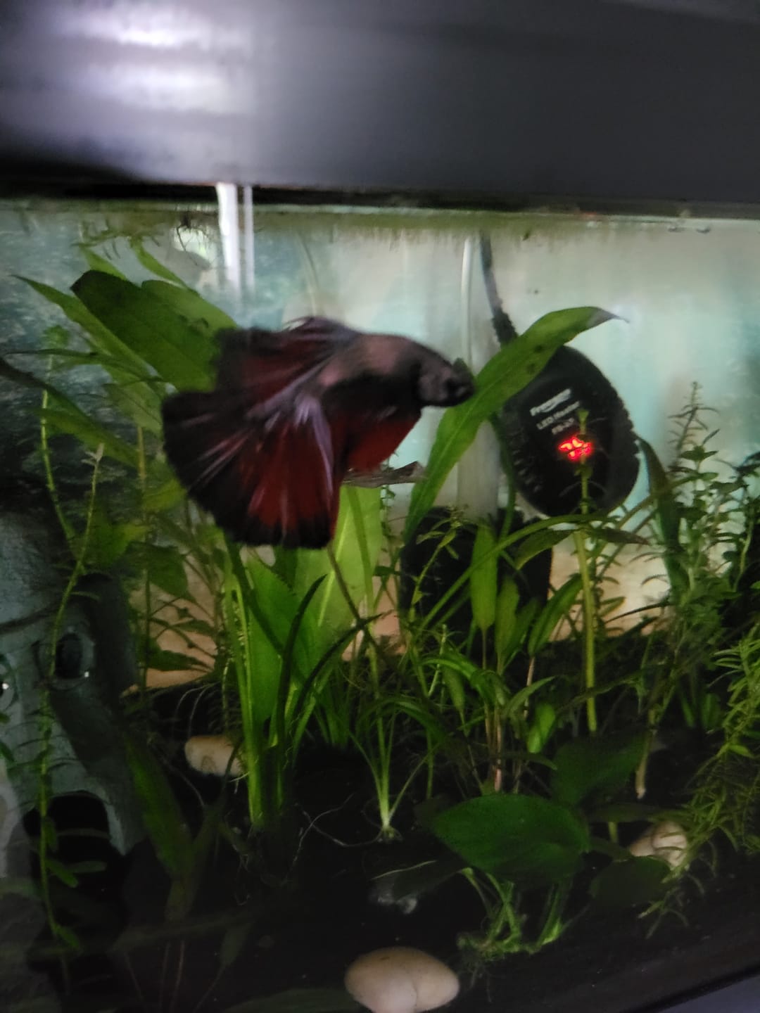 Customer photo review of Red Copper Halfmoon Male Betta Fish