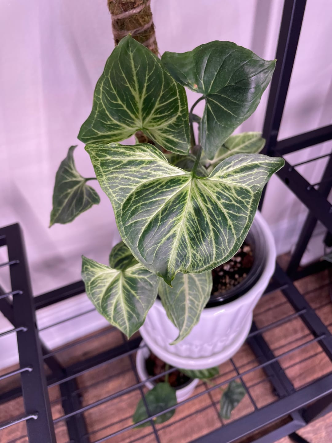 Customer photo review of Syngonium podophyllum 'Batik'