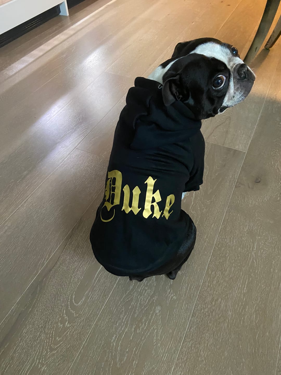 Customer photo review of Gangsta Yapper Dog Hoodie - Personalised