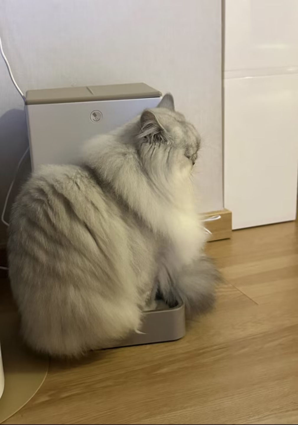 Customer photo review of Automatic Pet Feeder