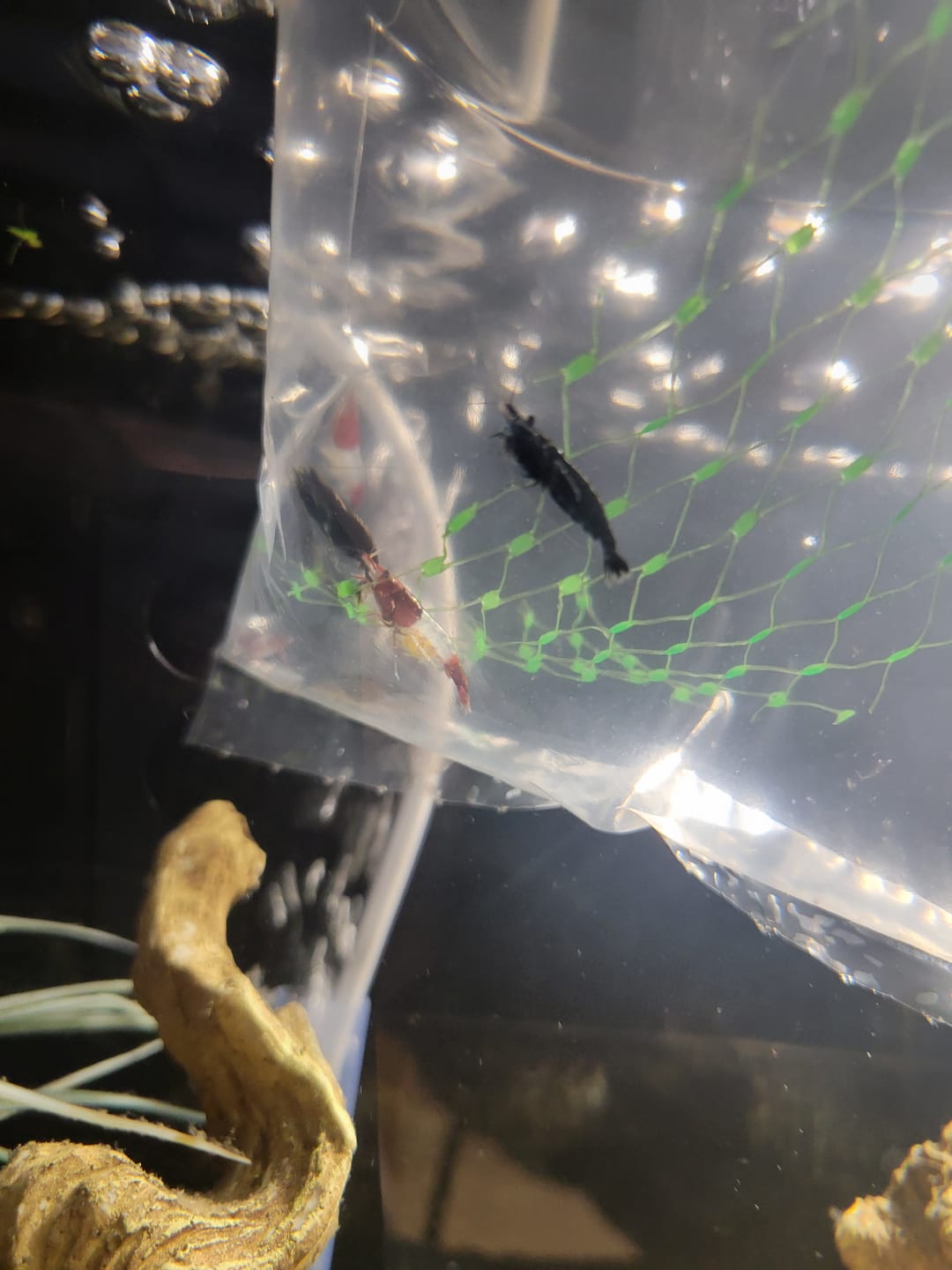 Customer photo review of Chocolate Shrimp