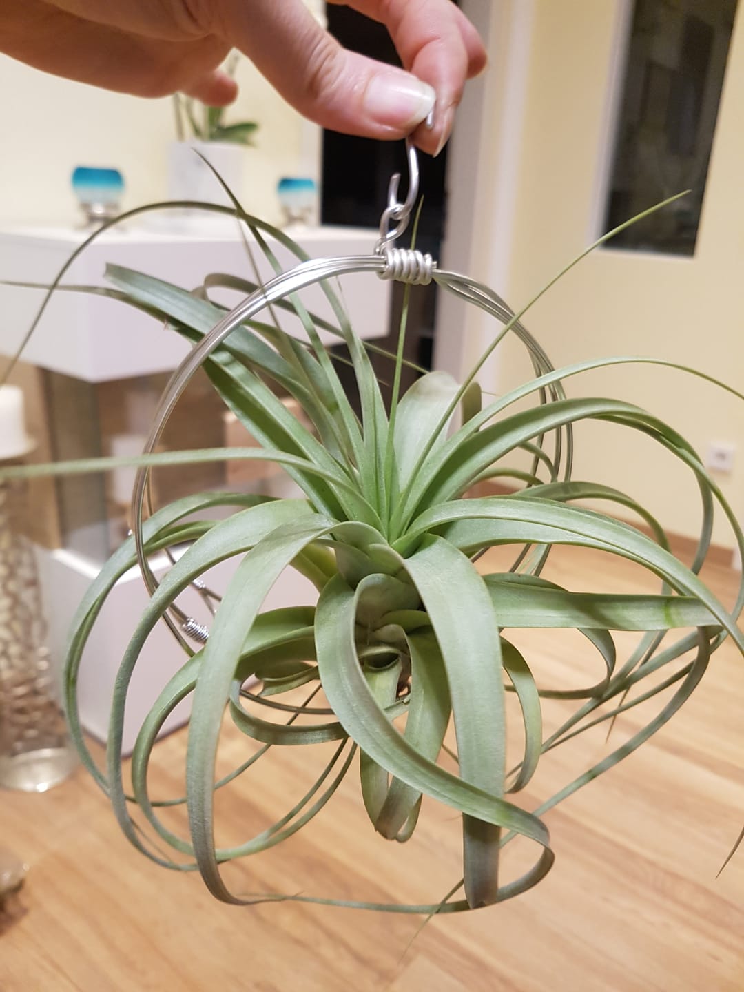 Customer photo review of Tillandsia 'firestorm'