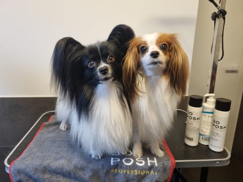 Customer photo review of I'm So Silky Rinse-off Conditioner