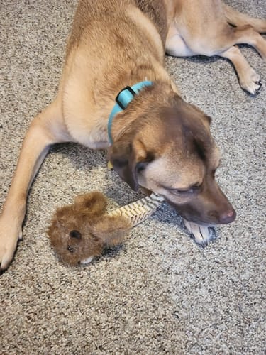 Customer photo review of Wibbleez - Stretch & Squeak