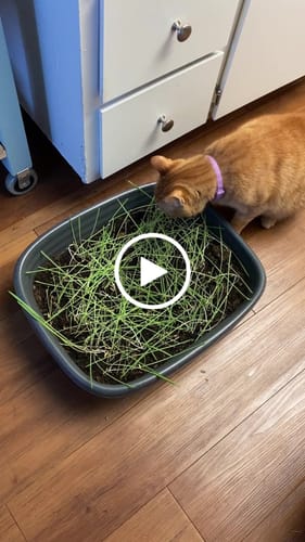 Customer video review of Cat Grass Seeds