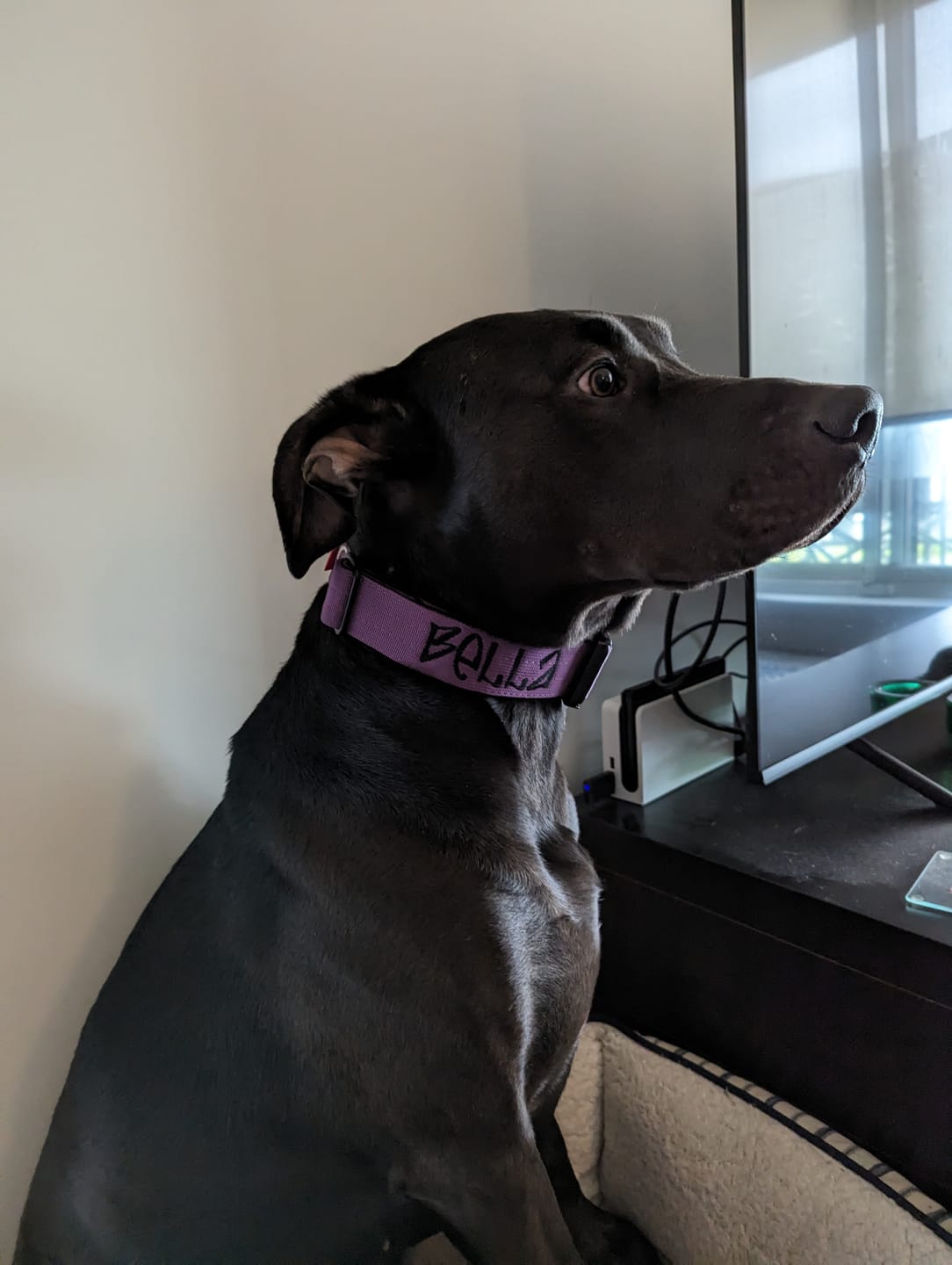 Customer photo review of 1.5" Tacti Slim Dog Collar - Grape