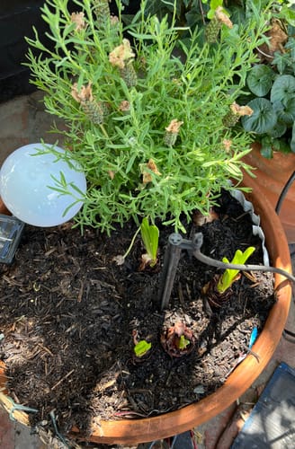 Customer photo review of Hippeastrums | Amaryllis