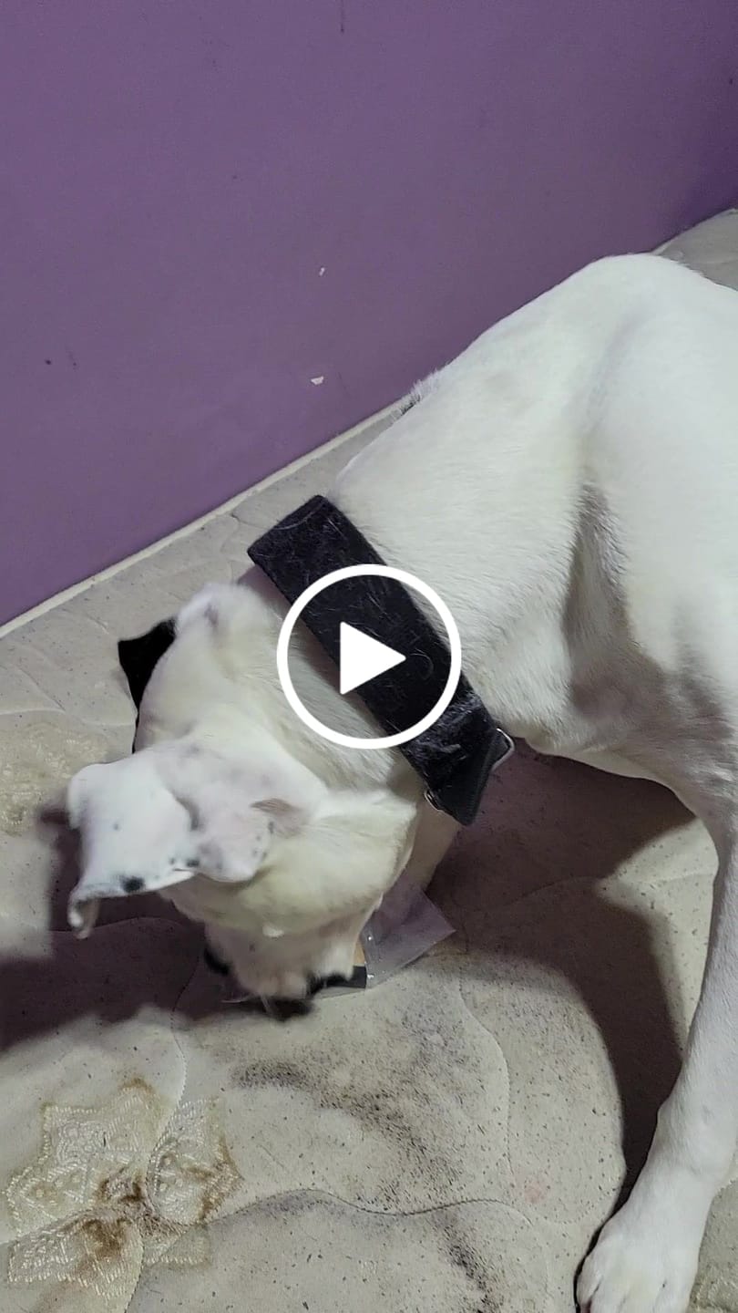Customer video review of Joe Biden Kamala Harris & Nancy Pelosi Starter Pack Tough Plush Dog Chew Toys with Squeakers - Official Republican Dogs