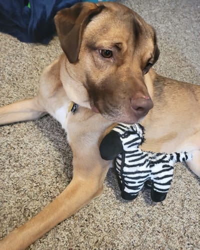 Customer photo review of Tough Plush - Triple Stitch