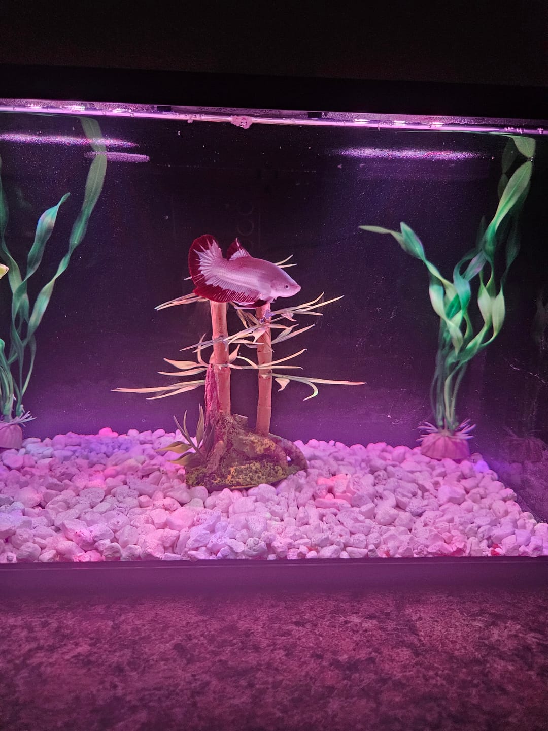Customer photo review of Snow Dragon Plakat Male Betta Fish