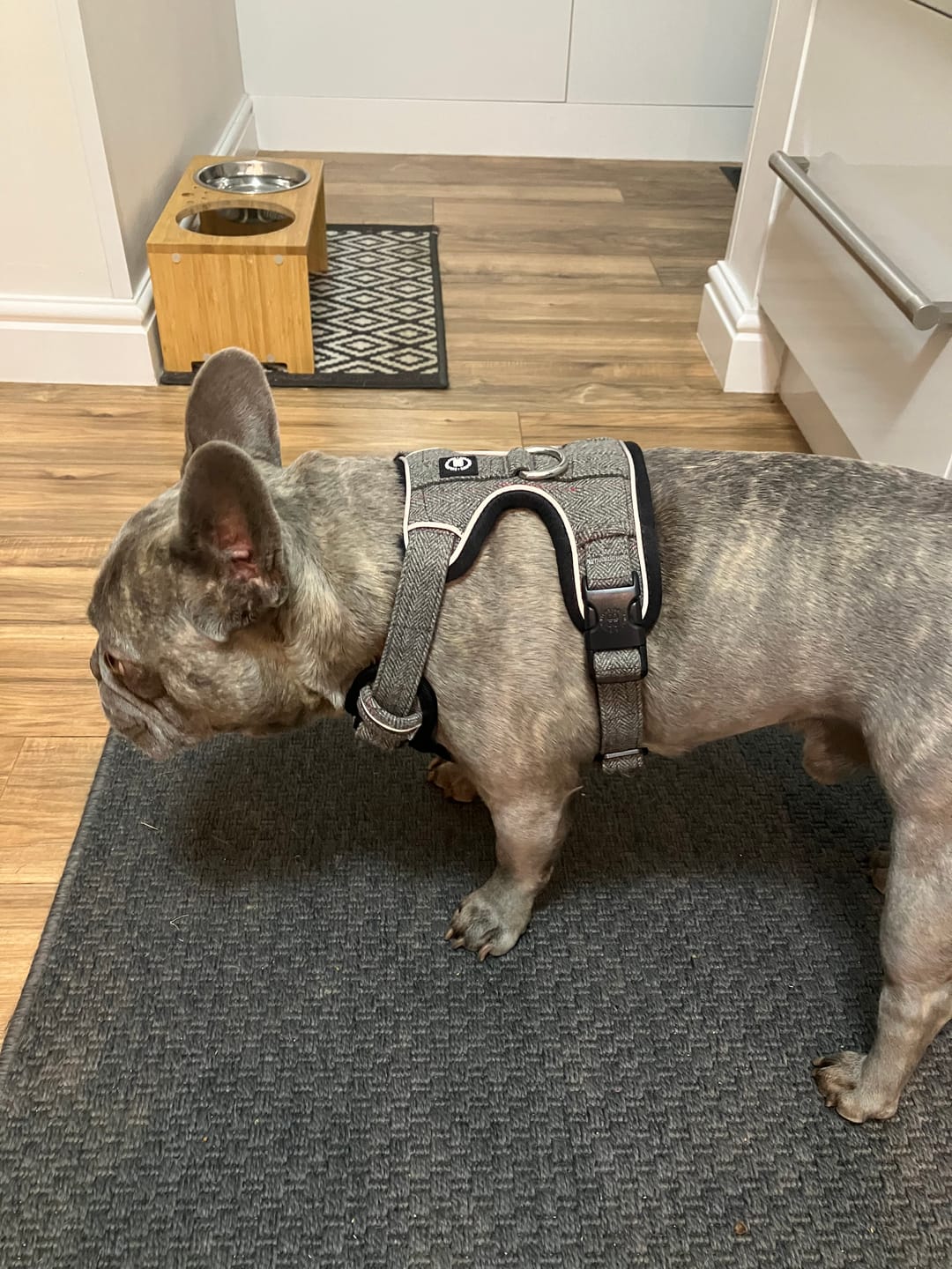 Customer photo review of Premium Comfort Tweed Harness | Non Restrictive & Adjustable - Stone Grey