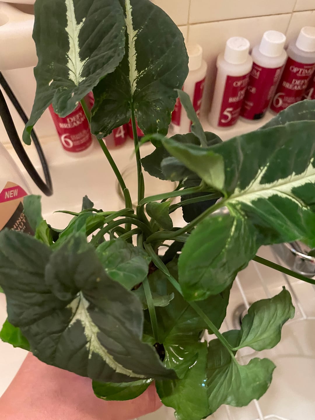 Customer photo review of Syngonium wendlandii