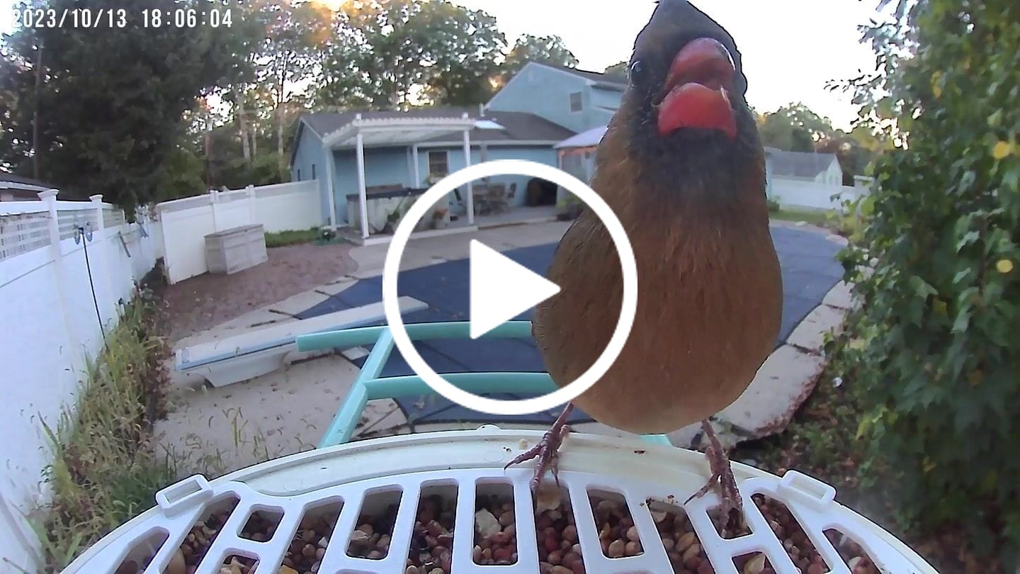 Customer video review of Birdfy Anti-scattering Cover