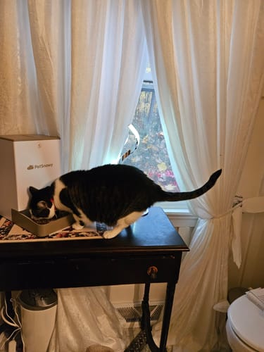 Customer photo review of Automatic Pet Feeder