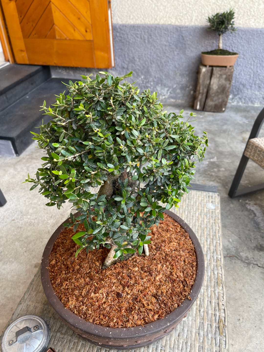 Customer photo review of ANNAFFIATOIO PROFESSIONALE PIOGGIA FINE BONSAI CB 2L