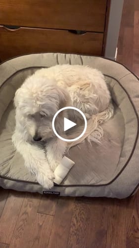 Customer video review of Beef Cheek Roll Small/Medium - Dog Treat - Redbarn