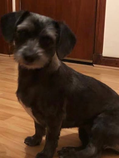 Customer photo review of Dog Shampoo