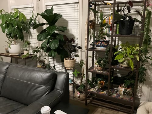 Customer photo review of Houseplant Insecticide w/ Neem