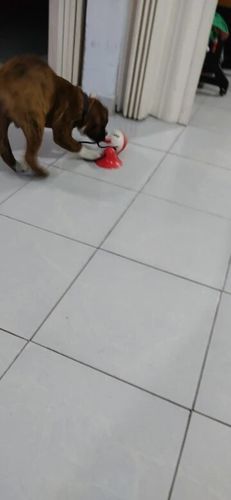 Customer photo review of DogFri™ TugToy - Interaktivt Træklegetøj Med Primal Sug