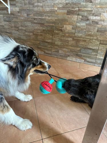 Customer photo review of DogFri™ TugToy - Interaktivt Træklegetøj Med Primal Sug