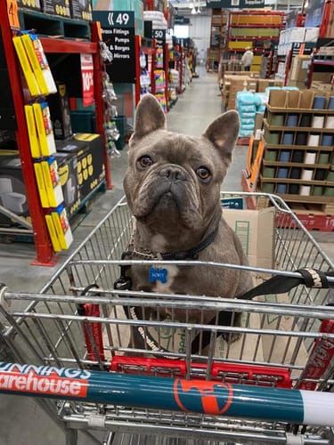 Customer photo review of DoggieBalm Paw & Nose