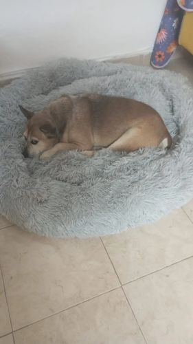 Customer photo review of Calming Cloud™ - Pet Bed