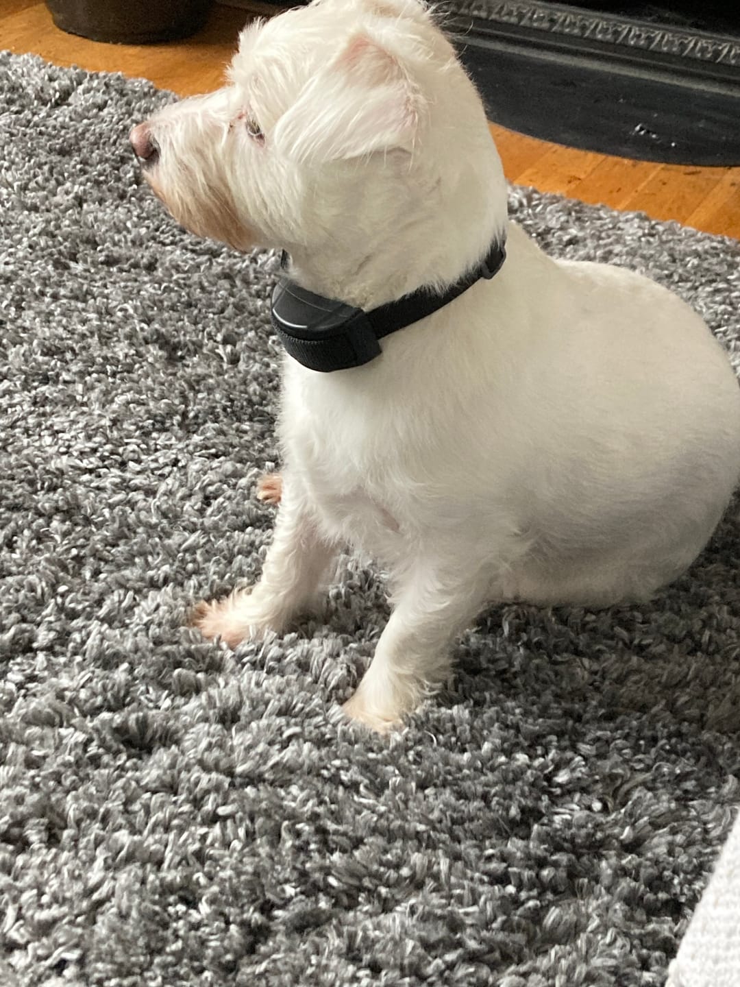 Customer photo review of Anti Bark Training Collar Ireland