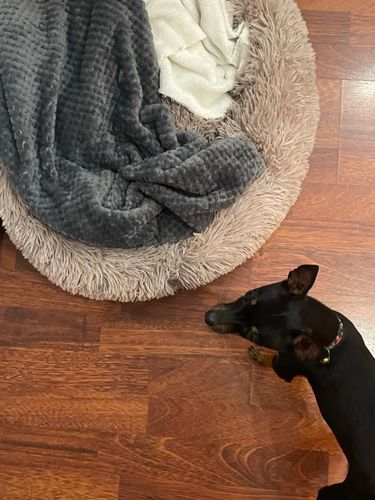 Customer photo review of Calming Cloud™ - Pet Bed