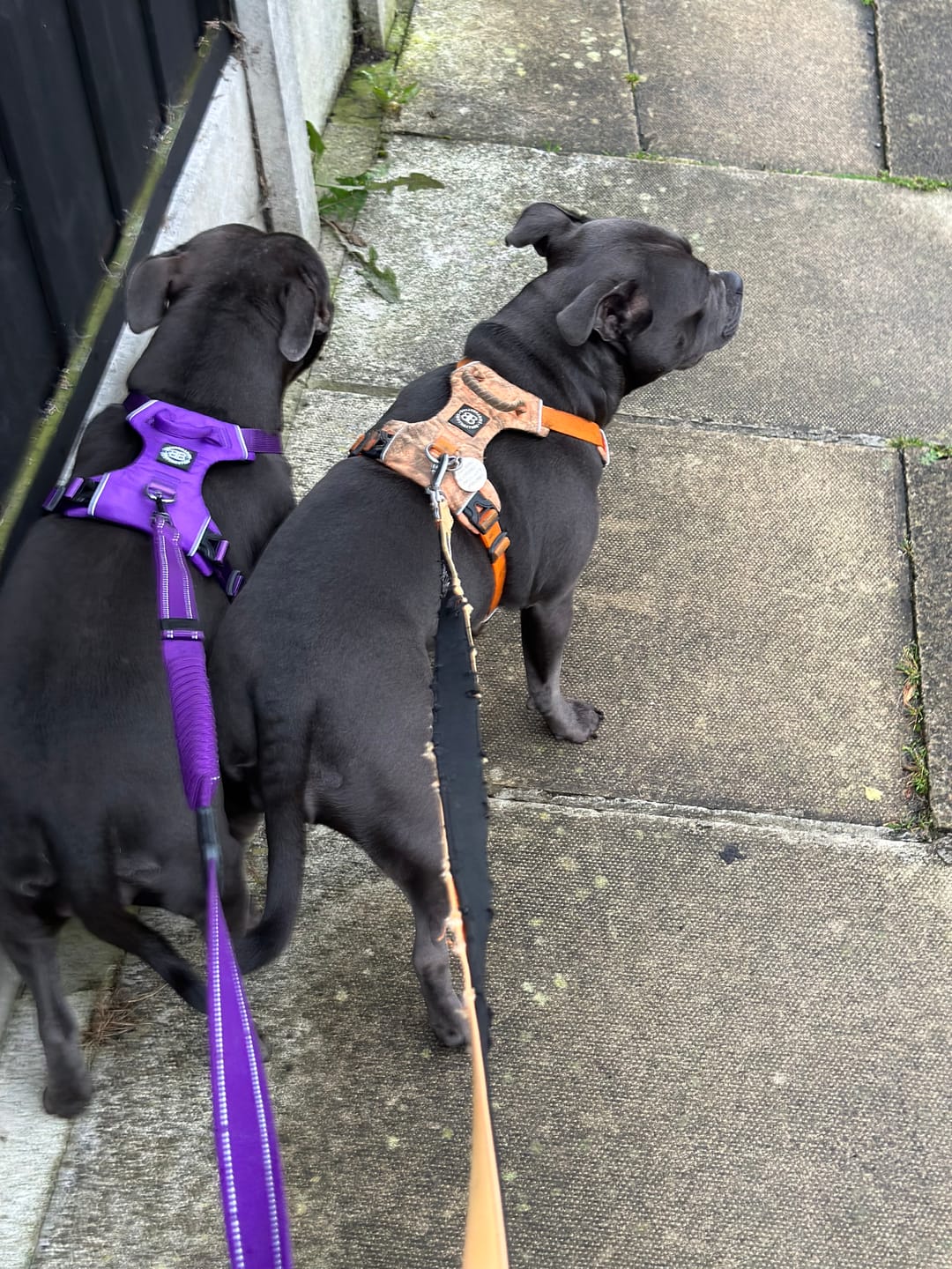 Customer photo review of Air Mesh Harness - Anti-Pull, With Handle, Non Restrictive & Adjustable - Purple