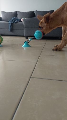 Customer photo review of DogFri™ TugToy - Interaktivt Træklegetøj Med Primal Sug
